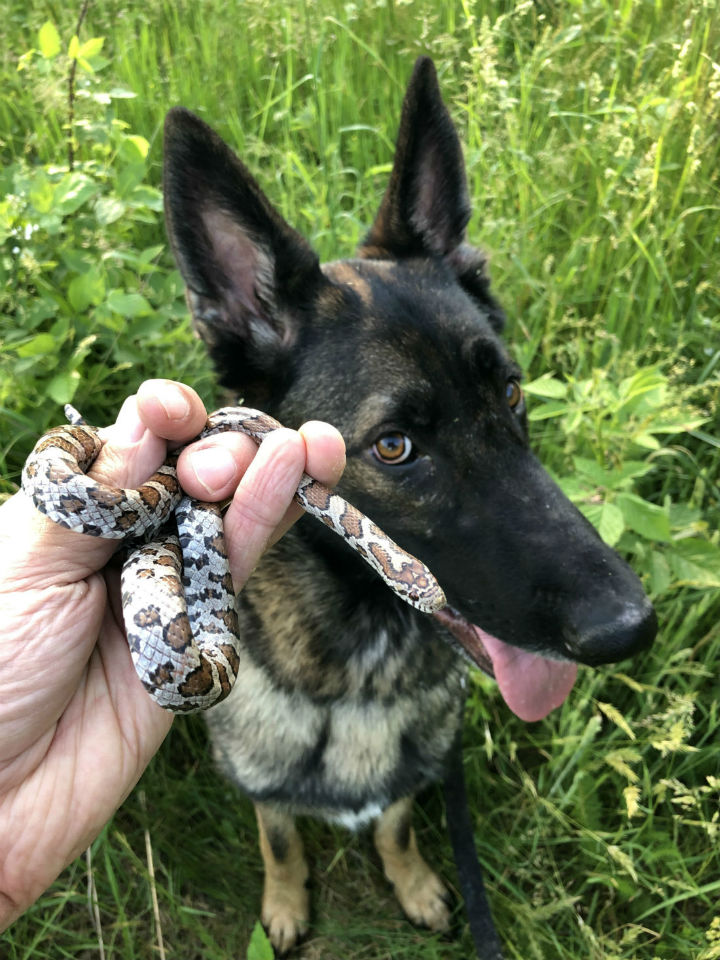 Pepper and Eastern Milk Snake